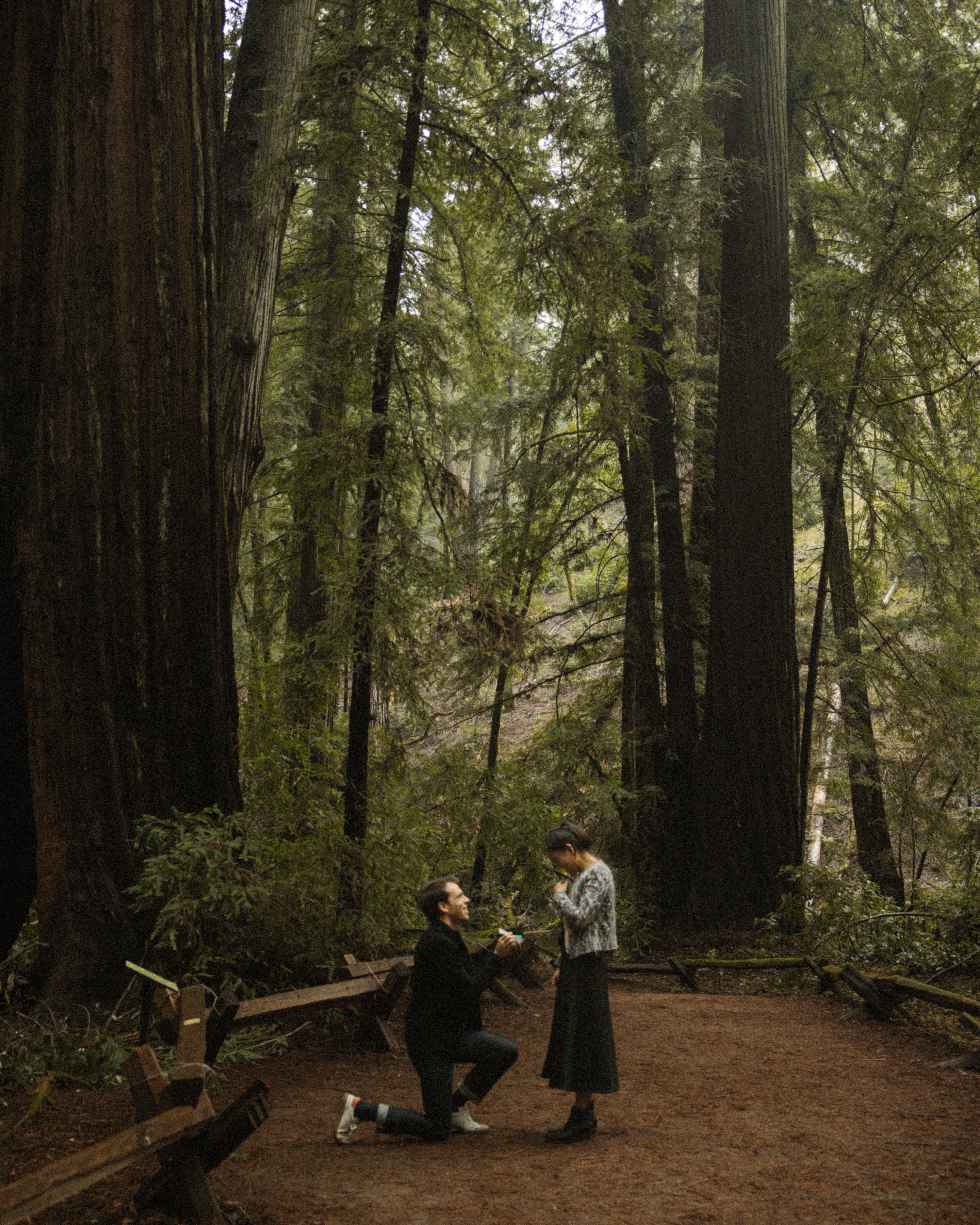 Eric proposing to Laura among the redwoods